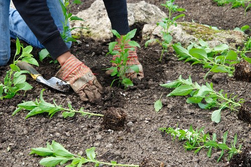 Recycling and sustainability practices for tree surgery in Wandsworth