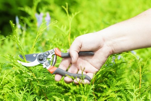 Professional pruning work on a garden tree in Wandsworth